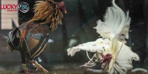 Cách Nuôi Gà Đá